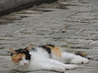 Gatito cubano