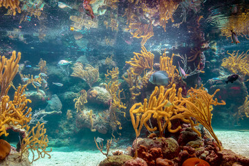 Coral reef and its inhabitants in a natural habitat.