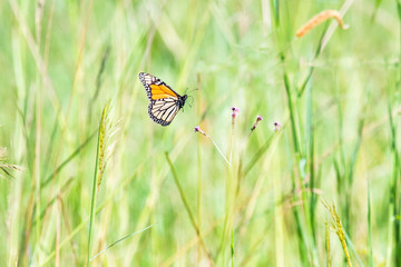 Orange Butterfly flying in the green grass on a sunny day