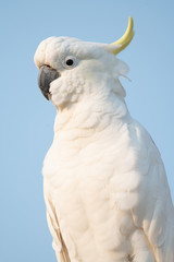 Close up portrait of Australian cockatoo against a blue sky background.