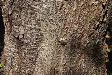 Cherry tree bark and leaves / Rosaceae deciduous tree
