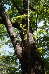 Cherry tree bark and leaves / Rosaceae deciduous tree

