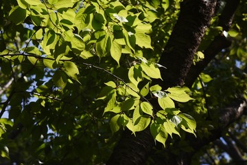 Cherry tree bark and leaves / Rosaceae deciduous tree
