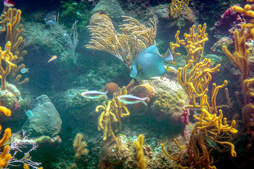 Coral reef and its inhabitants in a natural habitat.