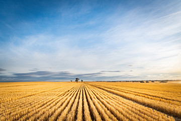 Field of wheat having been harvest shows leading into the horizon