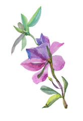 Watercolor illustration branch with green leaves and pink flower rosemary lilac isolated on white background art creative object spring time