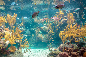 Fototapeta na wymiar Coral reef and its inhabitants in a natural habitat.