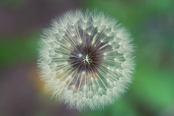 dandelion on green background