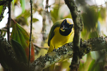 great spotted greenjay from Colombia