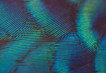Peacock feathers in closeup ,The beauty of bird feathers for background