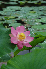 Close-up of a lotus flower, scene after the rain