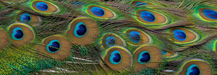 Fototapeta premium Peacock feathers in closeup ,The beauty of bird feathers for background