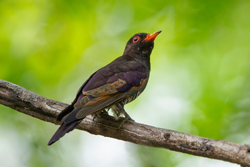 Closeup violet cuckoo perching on a branch