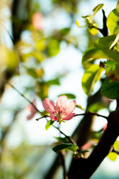 花梨の花