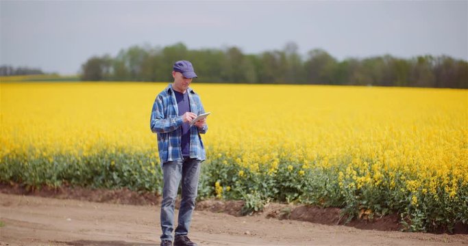 Farmer Examining Crops at Oil Seed Rapefield Farm.
