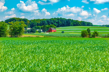 Red barn is surrounded by green corn fields in Ohio countryside. - obrazy, fototapety, plakaty