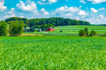 Fotobehang Red barn is surrounded by green corn fields in Ohio countryside. © Patricia E. Thomas