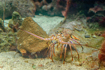 A snapshot of spiny lobster in a natural habitat on the seabed.