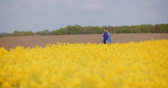Farmer Examining Crops at Oil Seed Rapefield Farm.
