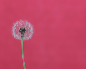 dandelion seeds on pink background