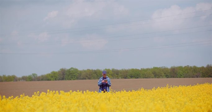 Farmer Examining Crops at Oil Seed Rapefield Farm.