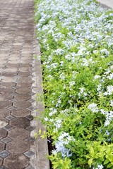 Plumbago auriculata flower in nature garden