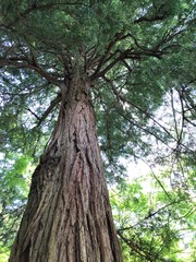 Fototapeta premium tree in the forest