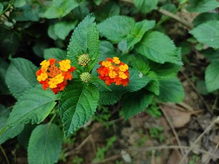 red and yellow flowers lantana with buds