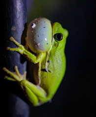 green tree frog