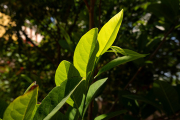 green custard apple leaves & branches are growing 