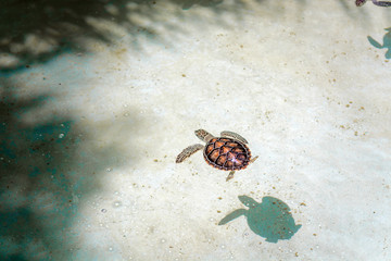 Small sea turtles in a nursery pool close-up.