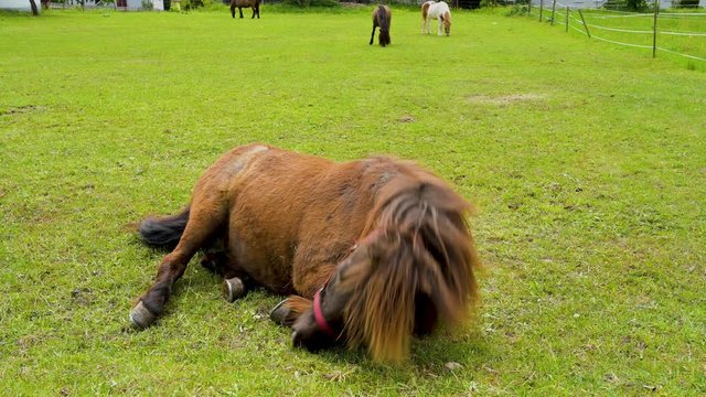 A beautiful brown pony is rolling in the grass on a green pasture