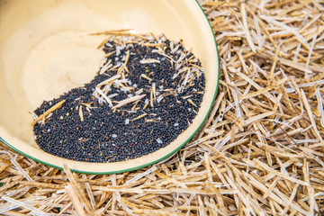 Fototapeta premium Rapeseed harvested in summer