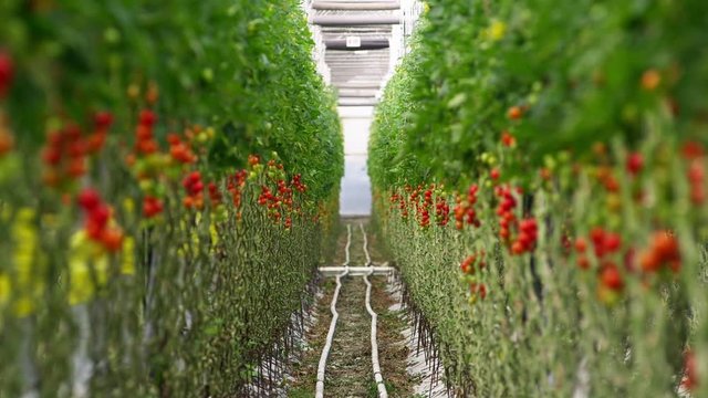WS R/F Rows of tomato&nbsp;plants in greenhouse