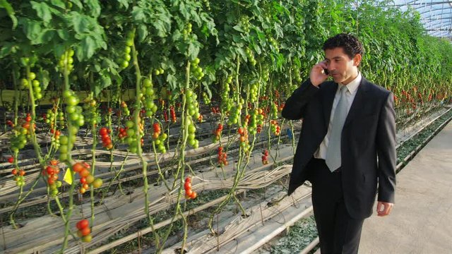 WS&nbsp;DS TS Businessman using phone and walking along tomato plants in greenhouse