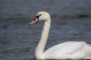 Schwan