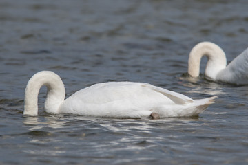 Schwan