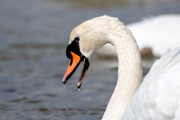 Schwan
