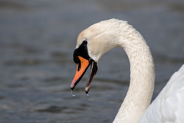 Schwan