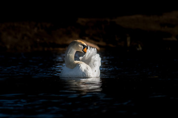 Schwan