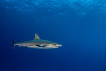 The Caribbean reef shark (Carcharhinus perezi) is a species of requiem shark, belonging to the family Carcharhinidae. 