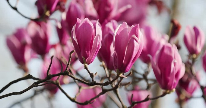 closeup shot of magnolia