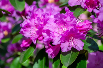 Blooming tree of pink rhododendron. Brightly flowers in spring on a sunny weather day. Beautiful background