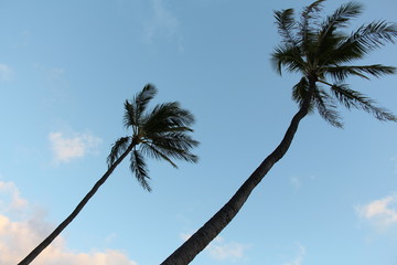 coconut  tree and blue sky