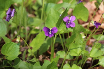 Purple violet flowers in the grass
