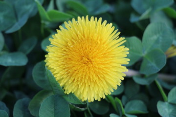 yellow dandelion flower and clover