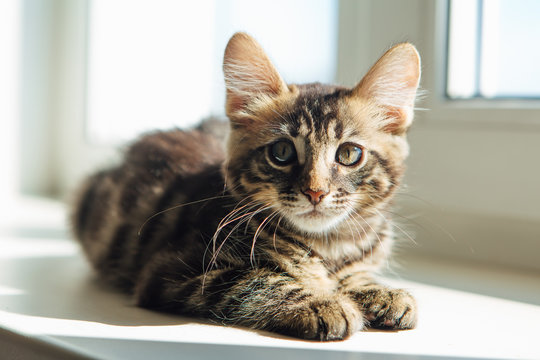 Cute charcoal bengal kitty cat laying windowsill and relaxing. © Smile