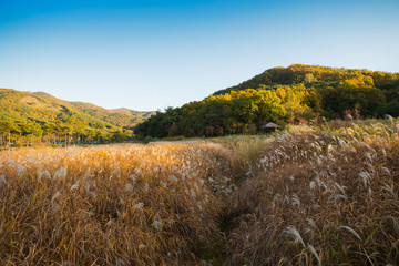 Reed field and autumn sky landscape in Korea