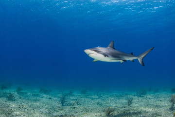 Fototapeta na wymiar The Caribbean reef shark (Carcharhinus perezi) is a species of requiem shark, belonging to the family Carcharhinidae. 