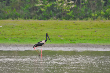 yellow billed stork